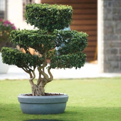 Lotus Bowl Planter