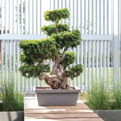 Bonsai R-70 Planter