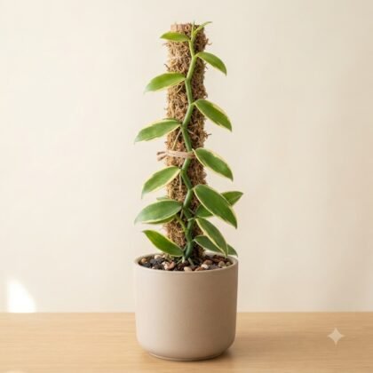 A potted climbing plant with variegated leaves supported by a tall moss pole.