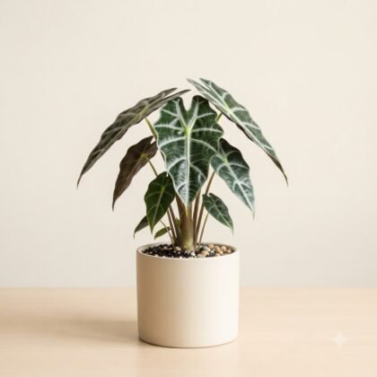 Potted Alocasia Amazonica houseplant with distinct ribbed leaves in a light ceramic pot.