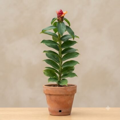 Costus Plant – 8.5 cm Pot