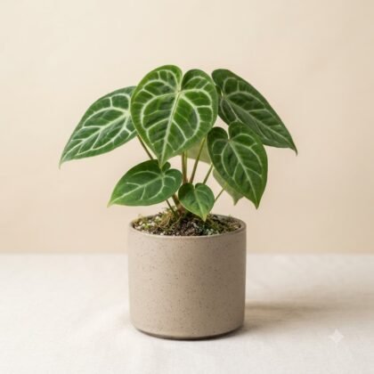Potted houseplant with velvety green, heart-shaped leaves featuring prominent white veins in a beige ceramic pot.