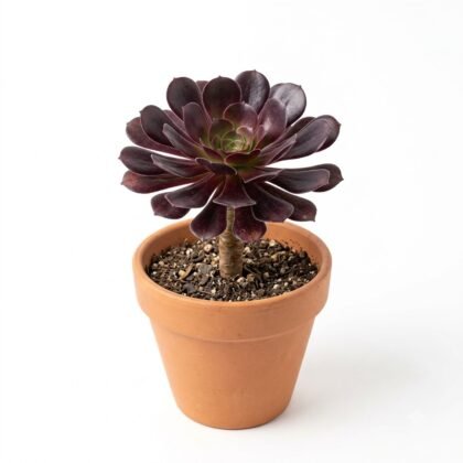 Dark-leaved aeonium succulent plant in a terracotta pot against a white background.