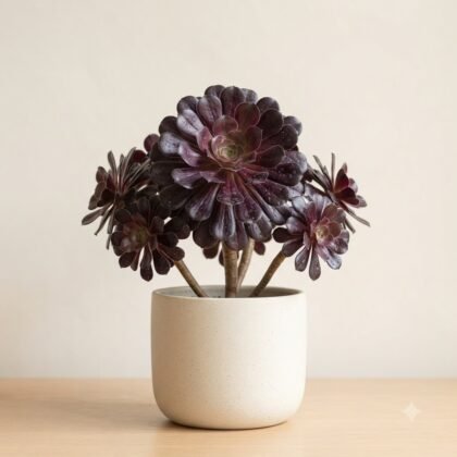 Dark purple succulent plant in a light ceramic pot on a wooden surface.