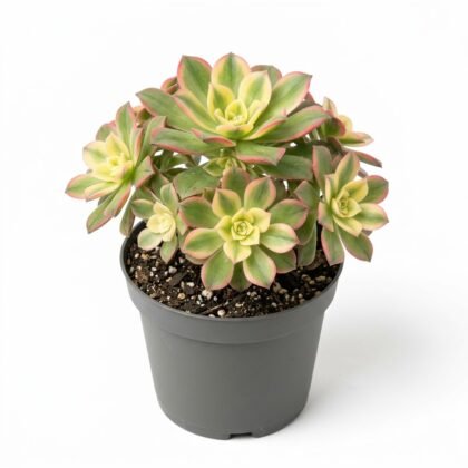 Aeonium haworthii Kiwi succulent in a dark grey pot on a white background.