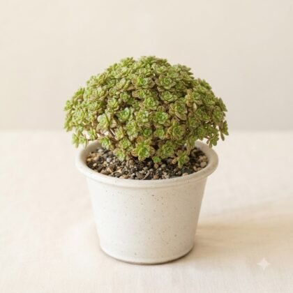 Dense green succulent plant in a speckled white ceramic pot on a neutral surface.