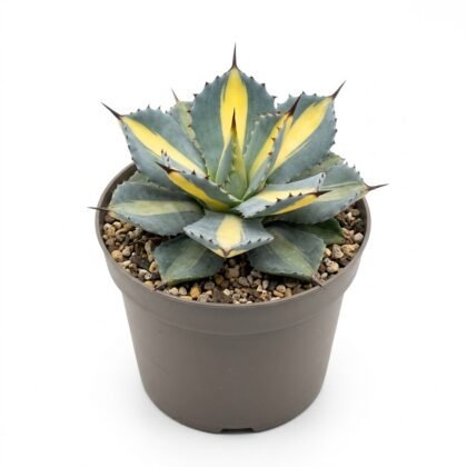 Agave isthmensis mediopicta gold in a gray pot filled with small pebbles against a white background.