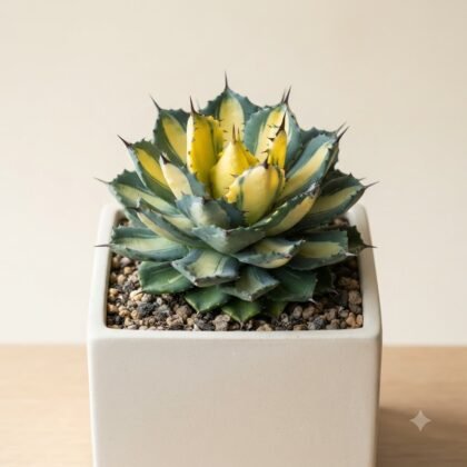 Variegated succulent plant with yellow and green leaves in a square white pot filled with small pebbles.