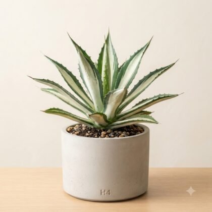 Variegated succulent plant with pointed leaves in a light grey cylindrical pot on a wooden surface.