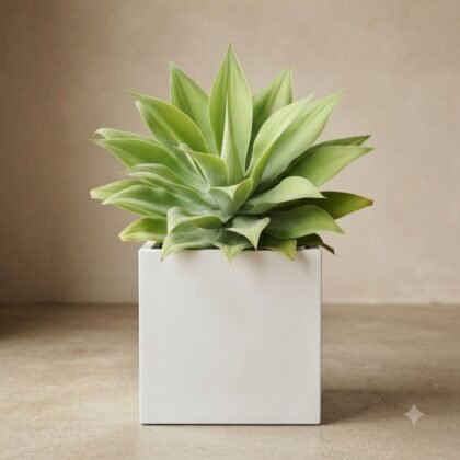 Agave Attenuata Chartreuse