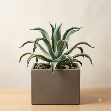 An agave plant with variegated leaves in a square grey pot on a wooden table.
