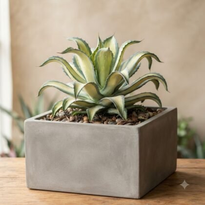 Agave Desmetiana ‘Joe Hoak’