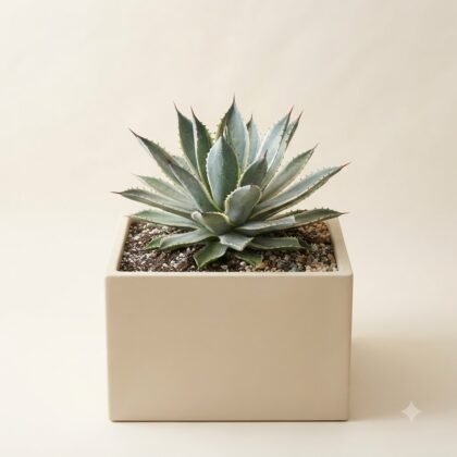 Agave Desmetiana ‘Silver Star’