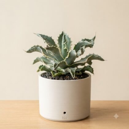Agave succulent plant with wavy, serrated leaves in a white ceramic pot on a wooden surface