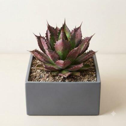 Agave Hybrida ‘Burnt Burgundy’