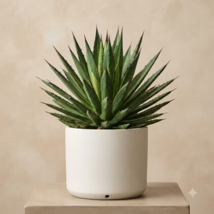 A spiky succulent plant in a simple white ceramic pot on a pedestal.