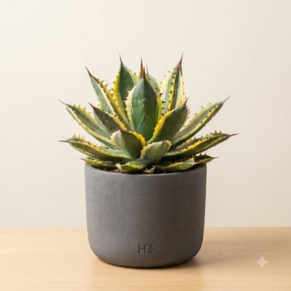 Variegated agave succulent in a textured grey pot with H3 branding on a wooden surface.
