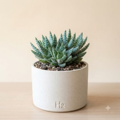 Aloe humilis