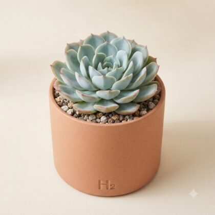 A potted succulent plant with pale, fleshy leaves in a terracotta pot labeled H2.