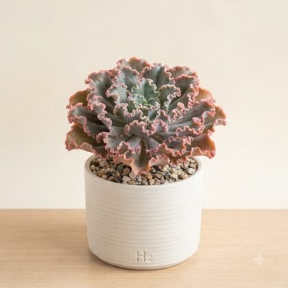 Echeveria Gibbiflora Hybrid #123
