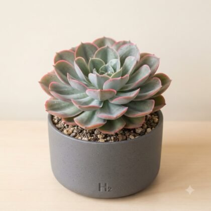 Green succulent with pink-edged leaves planted in a gray pot with H2 marked on the front.