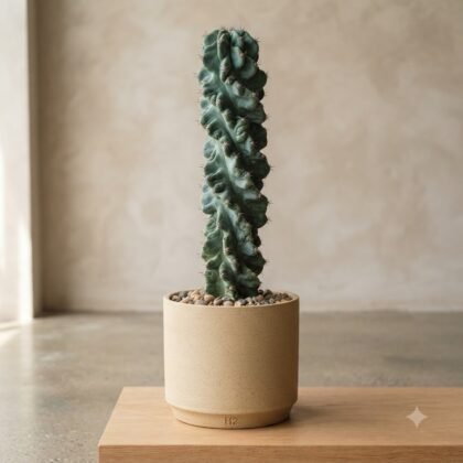 Tall spiraled cactus in a cylindrical ceramic pot on a wooden surface