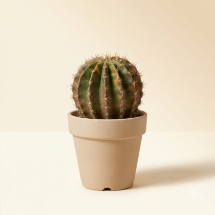 Round, ribbed cactus with small spines in a beige pot on a neutral surface.