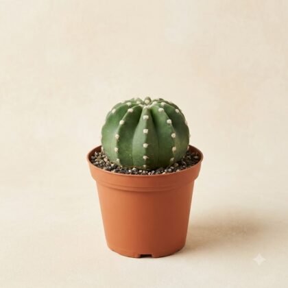 Echinopsis subdenudata
