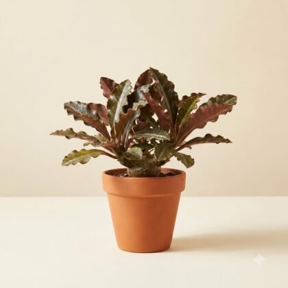 Potted plant with wavy, dark leaves in a terracotta pot against a neutral background.