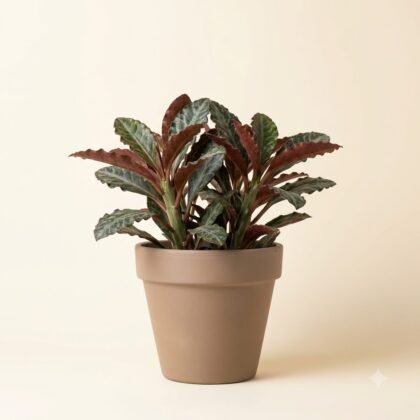 Euphorbia francoisii 'Red Corner'