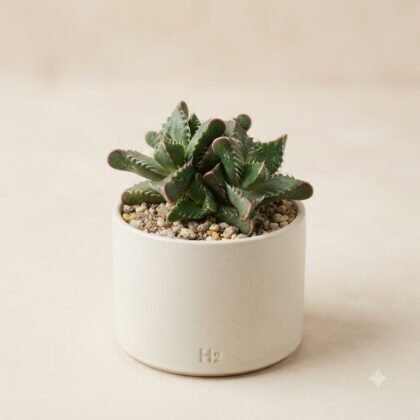 Small succulent plant in a light-colored ceramic pot with H2 embossed on the front.