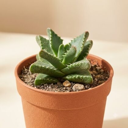 Faucaria tigrina 'Tiger's Jaw'