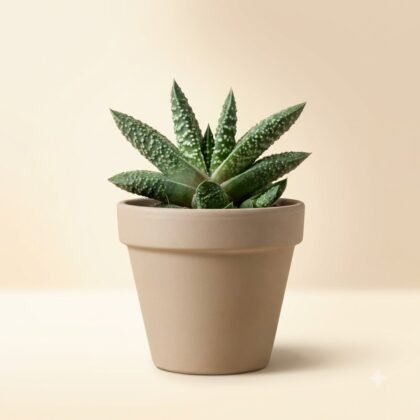 Gasteria armstrongii 'Little Warty'