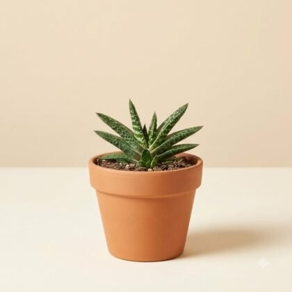 Small succulent plant with pointed leaves in a terracotta pot on a neutral surface.