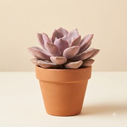 Potted succulent with fleshy, rosette-formed leaves in a terracotta pot against a neutral background.