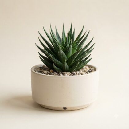 A small succulent with pointed leaves planted in a round ceramic pot on a neutral background.