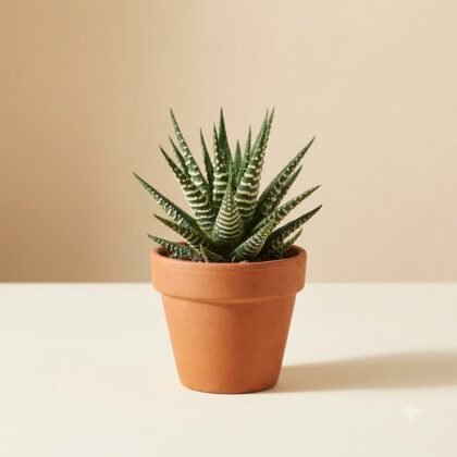 A small succulent with pointed, striped leaves in a terracotta pot against a neutral background.