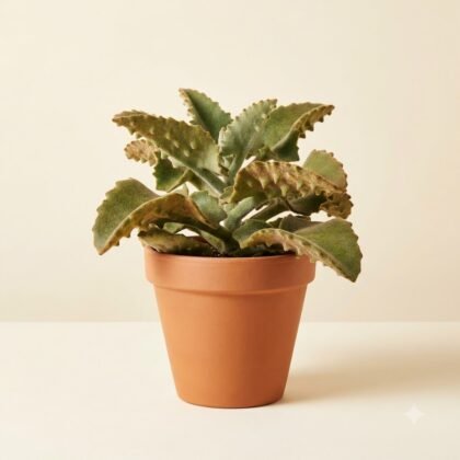 Potted succulent with thick, scalloped leaves in a terracotta pot against a neutral background.