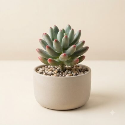 Pachyphytum hookeri