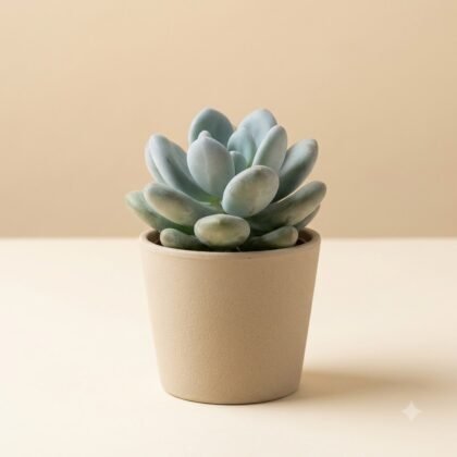 Potted succulent with plump, rounded leaves in a simple beige ceramic pot.