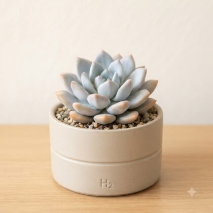 A pale blue-green succulent in a cylindrical ceramic pot with an H2 logo on a wooden surface.