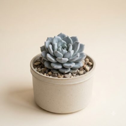 A light blue succulent planted in a neutral ceramic pot on a beige background.