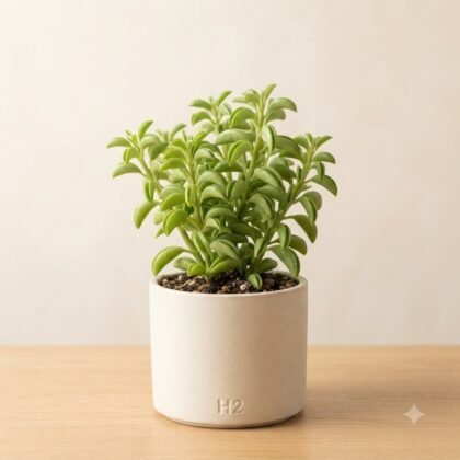 A potted green succulent in a white ceramic pot labeled H2 sits on a wooden surface.