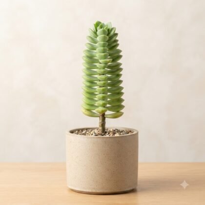 Portulaca molokiniensis