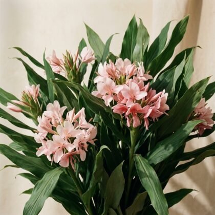 Hedychium (Pink) - 5 Bulbs