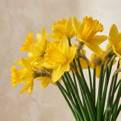 Close-up of a bouquet of bright yellow daffodils with long green stems against a neutral background.