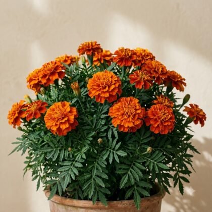Marigold Orange Dwarf Double Flower Seeds