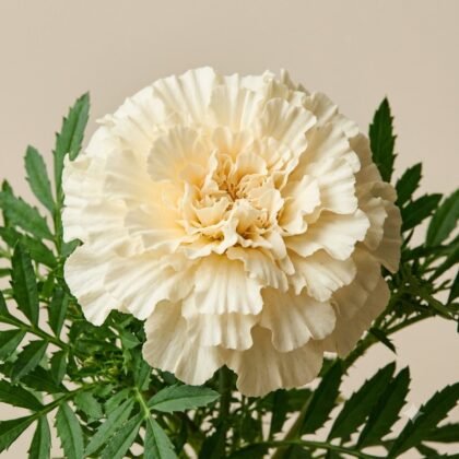 Marigold Vanilla White Flower Seeds