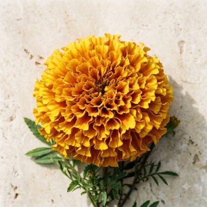 Marigold Cracker Jack Flower Seeds