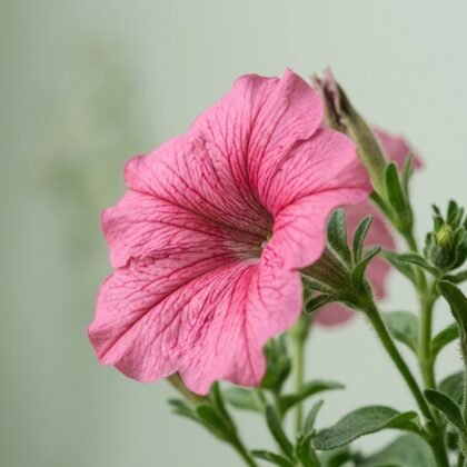 Petunia Grandiflora Rose Flower Seeds